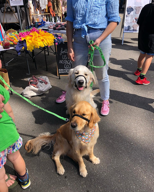 Dog Awareness Lead