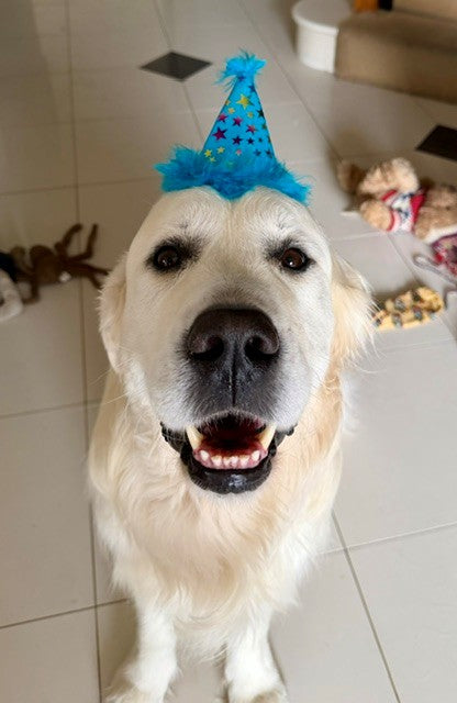 Dog Birthday Party Decoration Kit